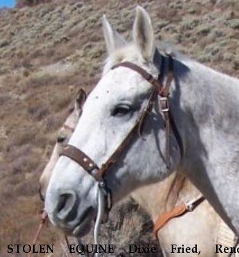 STOLEN EQUINE Dixie Fried, Reno, RECOVERED 1/23/2017 Near Nelson, MO, 65347